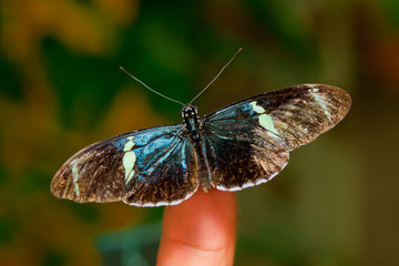 Butterfly sitting on finger, natural background