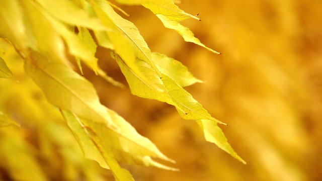 yellow autumn leaves on a tree 7