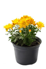 Bunch of bright yellow flowers  in black pot solated on white ba