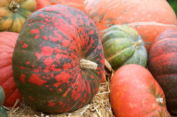 red pumpkins