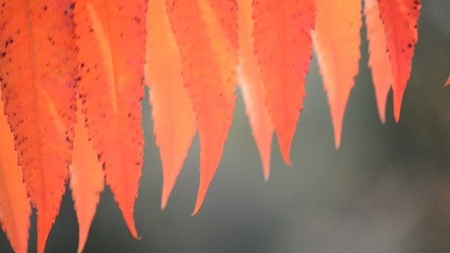 Rhus typhina, Essigbaum, in herbstlicher Färbung
