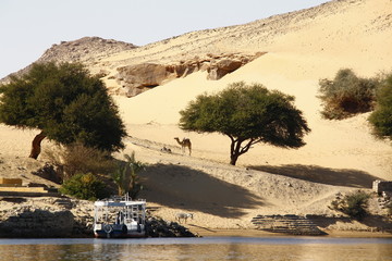 Esel und Kamel