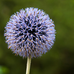 Kugeldistel