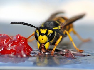 Wasp eating jelly
