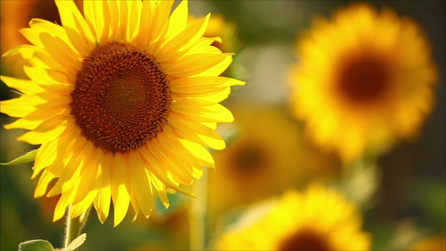 sunflowers, shallow depth of field 1