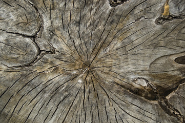 Close-up of a tree trunk with beautiful pattern