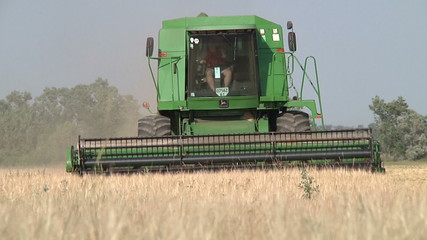 harvester gathers the wheat on the field  5