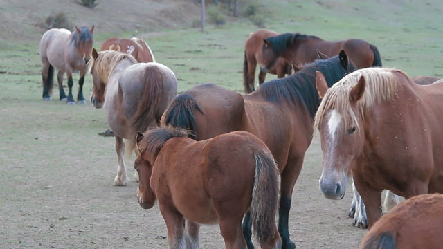 Caballos 3