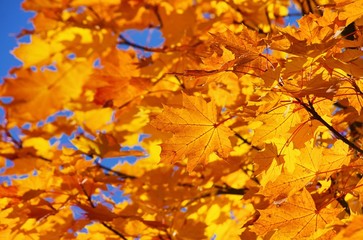 Ahornblatt - maple leaf 13