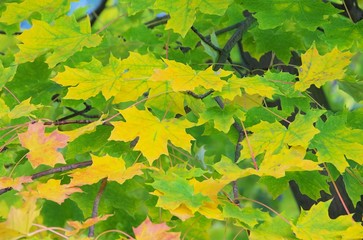 Ahornblatt - maple leaf 15