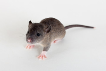 curious infant rat