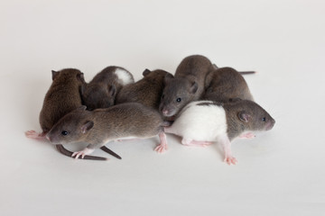 very small infant rats