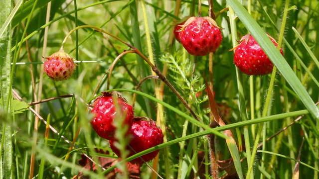 wild strawberry close-up