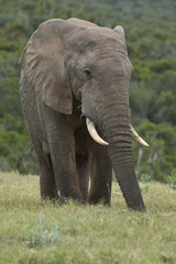 Fototapeta na wymiar Elephant w polu