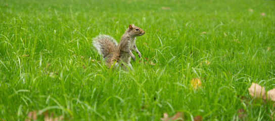 Squirrel on green grass