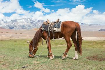 Stallion under saddle