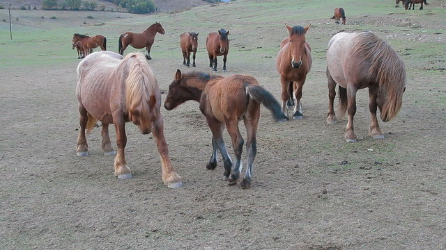 caballos 4