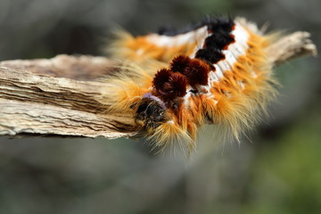 haarige Raupe aus der Famile der Glucken