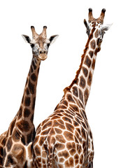 two Giraffes isolated