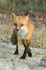 Naklejka na ściany i meble Red Fox - Alaska