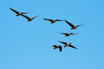 flying canadian geese