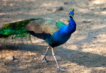 Fototapeta premium Peacock