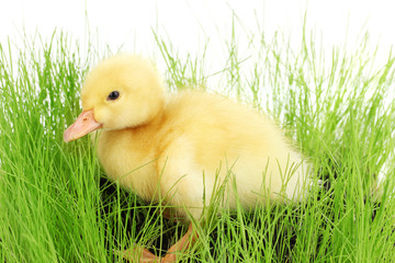 Duckling in green grass isolated on white