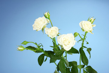 Beautiful white roses on blue background close-up