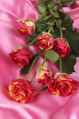 Beautiful red-yellow roses on pink satin close-up