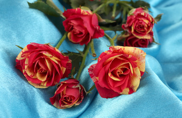 Beautiful red-yellow roses on blue satin close-up