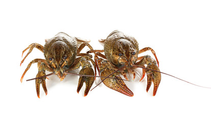 Alive crayfishes isolated on white close-up