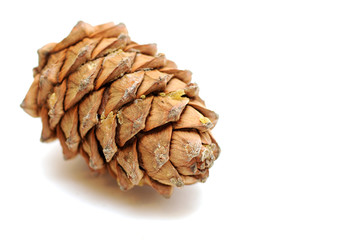 Cedar pine cone