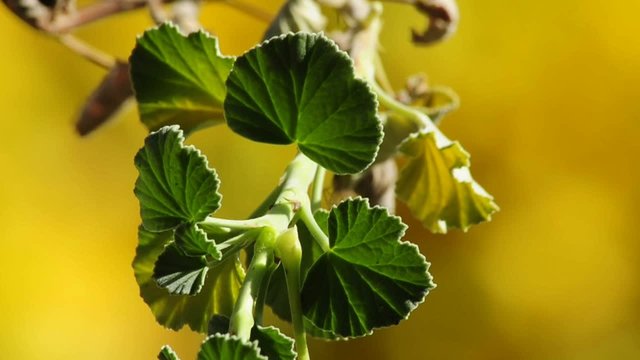 Umackaloabo Heilpflanze der Zulu Afrikaner