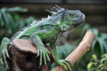 Grüner Leguan