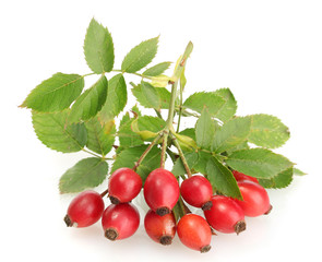 ripe hip roses on branch with leaves, isolated on white