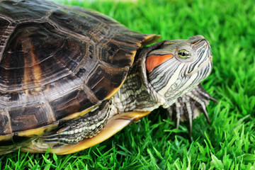 red ear turtle on grass