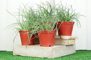 pots with seedling on green grass on wooden background