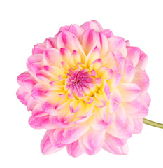 Pink dahlia isolated on white