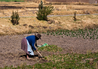 Tilling a field