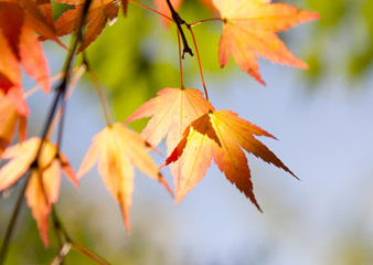 Maple leaves in the forest