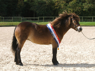 Champion Exmoor Pony
