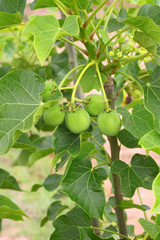 Jatropha curcas Linn.