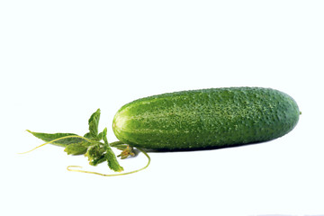 cucumber