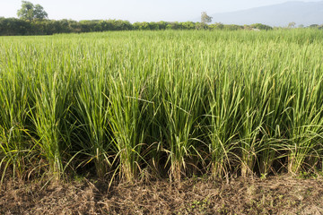 rice in  field