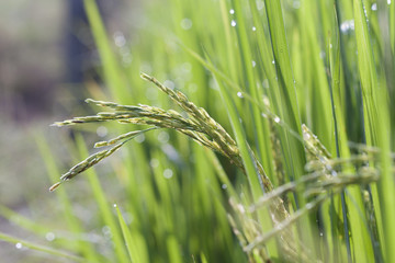 Rice grain in field
