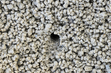 Room Crab at Ao Nang Krabi