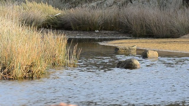 Rivi&egrave;re sur la c&ocirc;te, ond&eacute;e par le vent