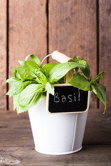 Fresh green basil