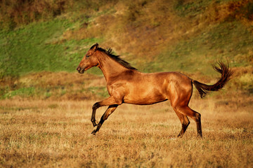 Young bay horse runs gallop on the field