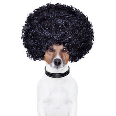 afro look hair dog funny